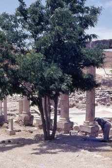 Jerash Jordanie prière à l'ombre d'un arbre