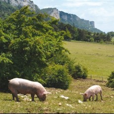 cochons eleves en plein air à Plan-de-Baix