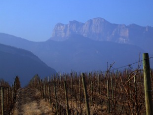 Sentier des Vignes à Vercheny-le-Haut vignes taillées en hiver